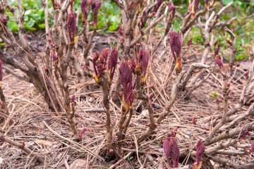 Tree peony early in spring