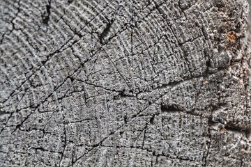 Wood circles. Brown background