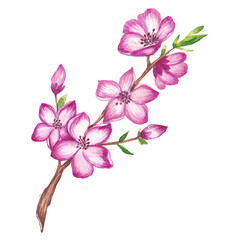 Watercolor cherry blossom branch