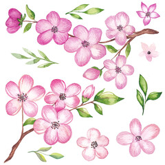 Watercolor cherry blossom branches and flowers