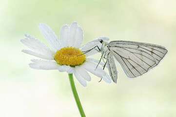 Mariposa blanca - Siona lineata © Iwona