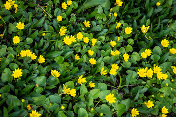 Background of yellow flowers and green grass