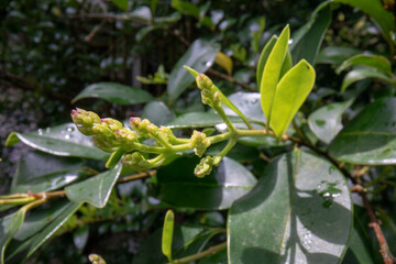 Fototapeta premium Leaves that get wet with raindrops