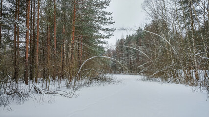 Beautiful landscape of winter forest in the snow