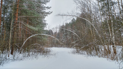 Beautiful landscape of winter forest in the snow
