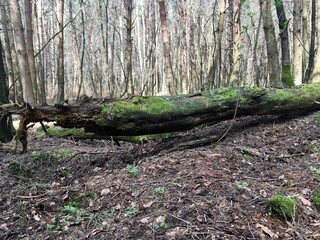 fallen tree in the forest