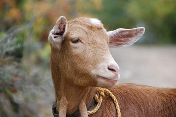 Cabras en la Montaña