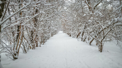Winter forest shrouded in white snow