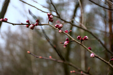 spring buds on the branch, cherry blossoms before flowering