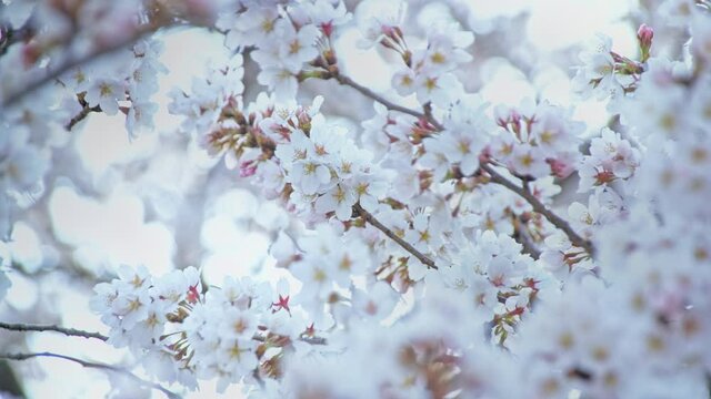 黒沢川の桜のクローズアップと光の玉ボケ