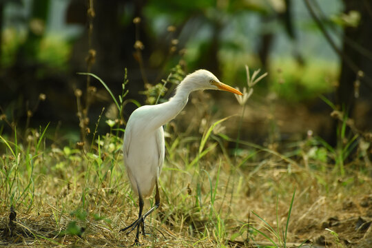 Nature wildlife image of Great Egret bird walk on Paddy Field. Egrets that live freely in Nature.