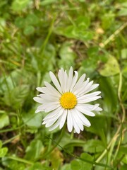 daisy flower