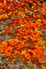 Autumn forest with orange leaves