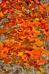 Autumn forest with orange leaves
