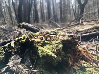 stump in the forest