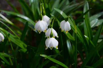 Fototapeta premium Imperial Snowdrops closeup photo in natural environment