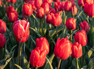 Red tulips