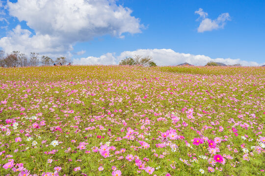 花と青空 (日本 - 鳥取 - 蒜山高原) © Kentaro Yamazaki