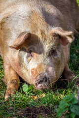 Big domestic pig - closeup