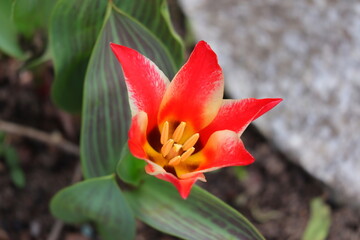 Tulpe, Blume, Frühling © Sambucca Mai