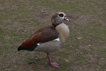 duck in a pond