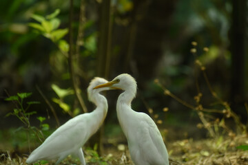 Egrets (white Egrets Birds) that live freely in nature. Mainly in INDIA.