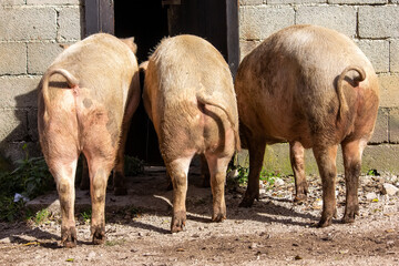 Fototapeta premium Back of the three big pigs