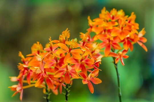 Flower umbels of an orange epidendrum orchid.