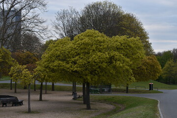 trees in the park