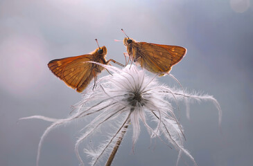 Mariposas  (Thymelicus lineola)  © Iwona