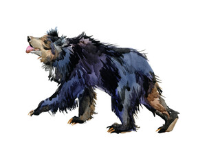sloth bear watercolor illustration isolated on white