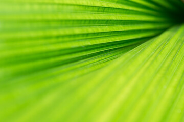 selective focus. Green palm leaves texture for use in web design or wallpaper. Soft Focus.
