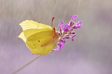 Motyl żółty ( Gonepteryx rhamni)