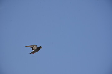 birds,sky,blue