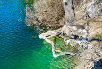 roots of a tree on the ground