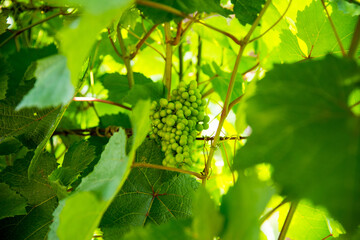 Green, unripe, young wine grapes in vineyard, early harvest in the garden