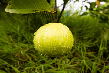 guava fruit
