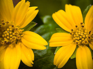 yellow daisy flower