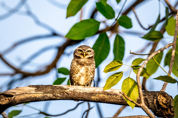 Close up of Spotted owlet(Athene brama) looking at us at the park,Thailand.