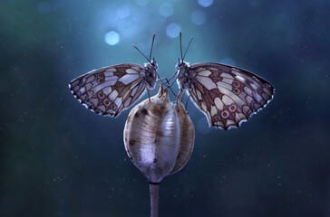 Macro mariposas - Melanargia galathea 