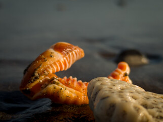 seashell on the beach