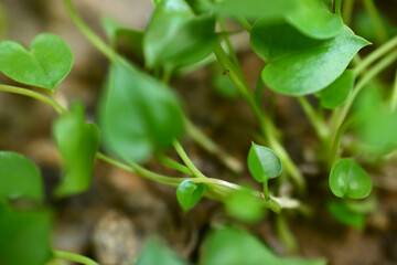 Young leaves grow in spring with bokeh background, closeup. HD image