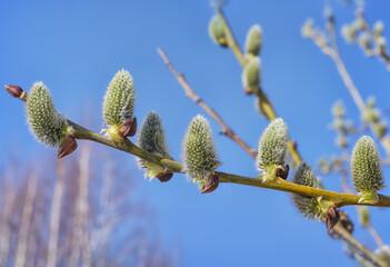 Blooming twig of pussy willow in early spring. Close-up. Blooming willow in the month of April. Fluffy gray buds with yellow dots against the blue sky and white birch trees. Middle Ural (Russia)