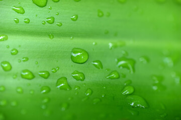 macro of water drop on leaf with space for text. HD Image and Large Resolution. can be used as wallpaper