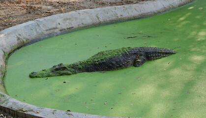 The large crocodile rested in a pond covered with green duckweed all over the pond. It is...