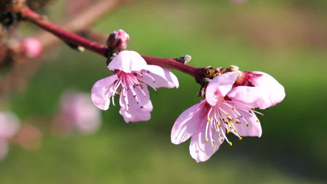 Close-up of blooming peaches in the wind in spring, in sunny weather, against a background of green grass, charming flowers in spring