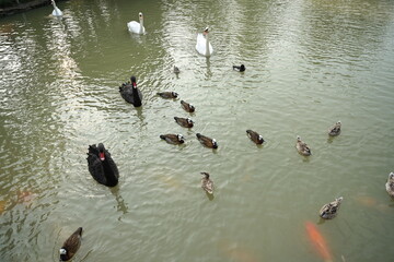 In the park's ponds, animals swim in search of food and rest, such as geese, swans, ducks and koi fish. A serene atmosphere in the evening when the sun is setting.
