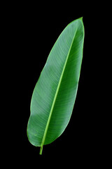 Obraz premium Fresh green tropical banana leaf isolated on black background, clipping path included