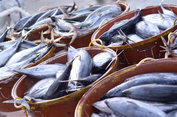 Bariles Fish, Bariles in Cebuano Bariles in Davawenyo Bariles in Surigaonon Barilis in Cebuano Barilis in Tagalog Biyad in Cotabato Chavacano Blue fin tuna in English