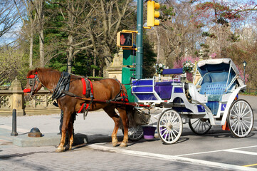 Horse-Drawn Carriages in Central Park in spring sunny day. New York City